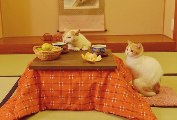 kotatsu-cat