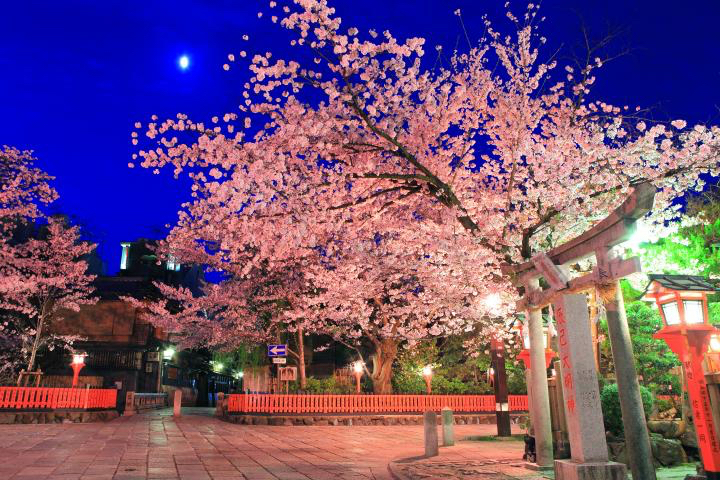 kyoto.sakura