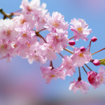 本日はAirbnbブログ番外編！日本の桜を深掘りします♪